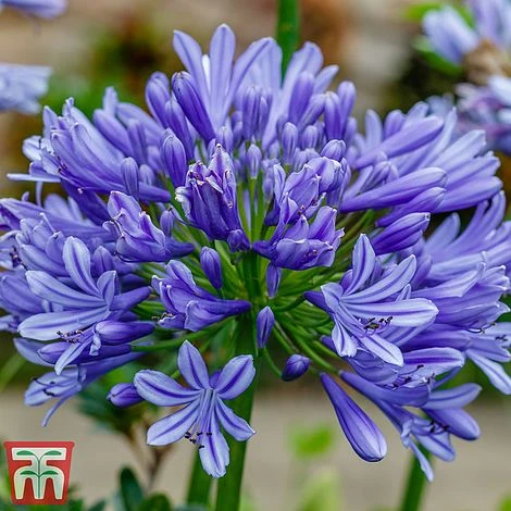 Agapanthus 'Moonlight Star' 3 Agapanthus 'Moonlight Star'