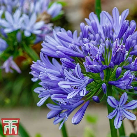 Agapanthus 'Moonlight Star' 4 Agapanthus 'Moonlight Star' - Image 2