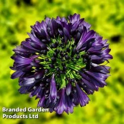 Agapanthus 'Black Jack' 18 Agapanthus 'Black Jack' -Garden Glory Sales AGAP BLACKJACK H49425