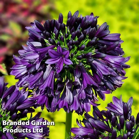 Agapanthus 'Black Jack' 3 Agapanthus 'Black Jack'