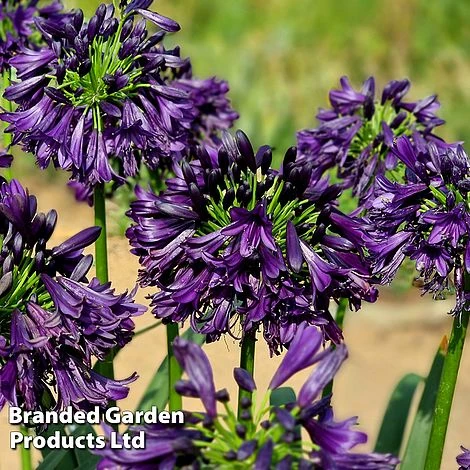 Agapanthus 'Black Jack' 11 Agapanthus 'Black Jack' - Image 9