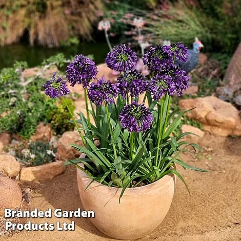 Agapanthus 'Black Jack' 5 Agapanthus 'Black Jack' - Image 3