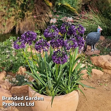 Agapanthus 'Black Jack' 13 Agapanthus 'Black Jack' - Image 11