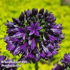 Agapanthus 'Black Jack' 25 Agapanthus 'Black Jack' -Garden Glory Sales AGAP BLACKJACK S44643