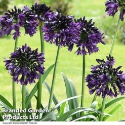 Agapanthus 'Black Jack' 17 Agapanthus 'Black Jack' -Garden Glory Sales AGAP BLACKJACK T50056