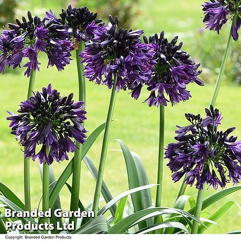 Agapanthus 'Black Jack' 6 Agapanthus 'Black Jack' - Image 4