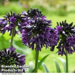 Agapanthus 'Black Jack' 19 Agapanthus 'Black Jack' -Garden Glory Sales AGAP BLACKJACK T50060