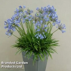 Agapanthus Duo -Garden Glory Sales AGAP BLUESTORM S343011