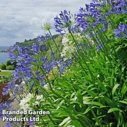 Summer Plant Collection 18 Summer Plant Collection -Garden Glory Sales AGAP BLUEWHITE L25347