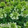Agapanthus 'Emerald Ice' -Garden Glory Sales AGAP EMERALDIC H44646
