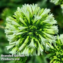 Agapanthus 'Emerald Ice' -Garden Glory Sales AGAP EMERALDIC H44649