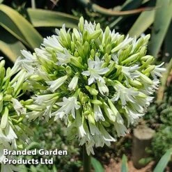 Agapanthus 'Emerald Ice' -Garden Glory Sales AGAP EMERALDIC H44650