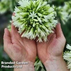Agapanthus 'Emerald Ice' -Garden Glory Sales AGAP EMERALDIC H44651
