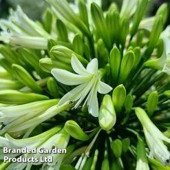 Agapanthus 'Emerald Ice' -Garden Glory Sales AGAP EMERALDIC S44603