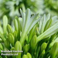Agapanthus 'Emerald Ice' -Garden Glory Sales AGAP EMERALDIC S44604