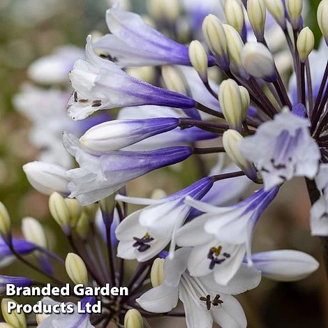 Agapanthus 'Ever Sparkle' 3 Agapanthus 'Ever Sparkle'