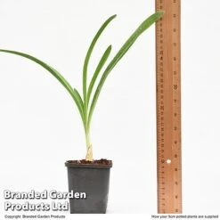 Agapanthus Inapertus 'Midnight Cascade' -Garden Glory Sales AGAP MIDNIG9CM T48365