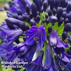 Agapanthus 'Midnight Sky' -Garden Glory Sales AGAP MIDNIGHTS H44687