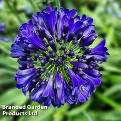 Agapanthus 'Midnight Sky' -Garden Glory Sales AGAP MIDNIGHTS H44689