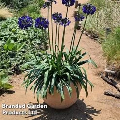 Agapanthus 'Midnight Sky' -Garden Glory Sales AGAP MIDNIGHTS H44691