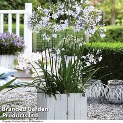 Agapanthus Duo -Garden Glory Sales AGAP TWISTER S06877