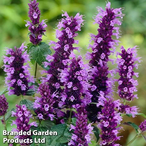 Agastache Little Adder 3 Agastache Little Adder