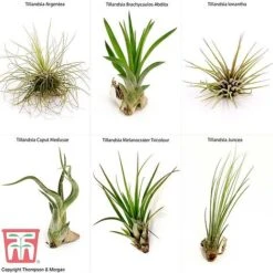 Air Plant Mixed Collection 11 Air Plant Mixed Collection -Garden Glory Sales AIR KB3490 B