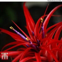 Air Plant Mixed Collection 12 Air Plant Mixed Collection -Garden Glory Sales AIR KB3490 C