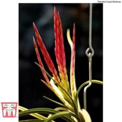 Air Plant Mixed Collection 14 Air Plant Mixed Collection -Garden Glory Sales AIR KB3490 E