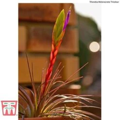 Air Plant Mixed Collection 15 Air Plant Mixed Collection -Garden Glory Sales AIR KB3490 F