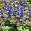 Ajuga Reptans 'Burgundy Glow' -Garden Glory Sales AJUG KA4174 A