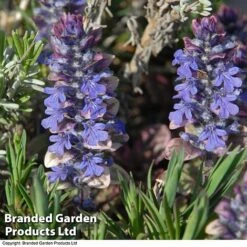 Ajuga Reptans 'Burgundy Glow' -Garden Glory Sales AJUG KA4174 C