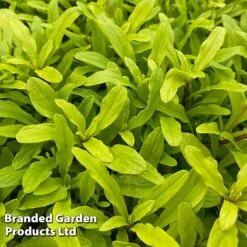 Ajuga Feathered Friends Trio -Garden Glory Sales AJUG CORDIALCA H394431