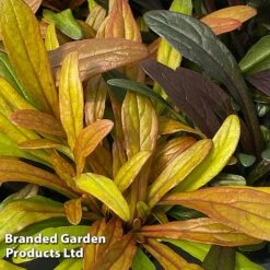 Ajuga Feathered Friends Trio -Garden Glory Sales AJUG FANCYFINC H394341