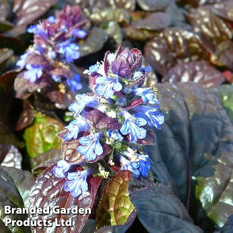 Ajuga Reptans 'Mahogany' 3 Ajuga Reptans 'Mahogany'