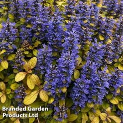Ajuga Feathered Friends Trio -Garden Glory Sales AJUG PETITEPAR H394481