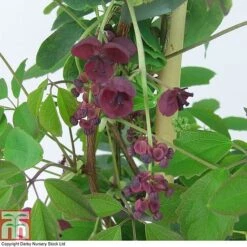 Akebia Quinata -Garden Glory Sales AKEB T80255 A