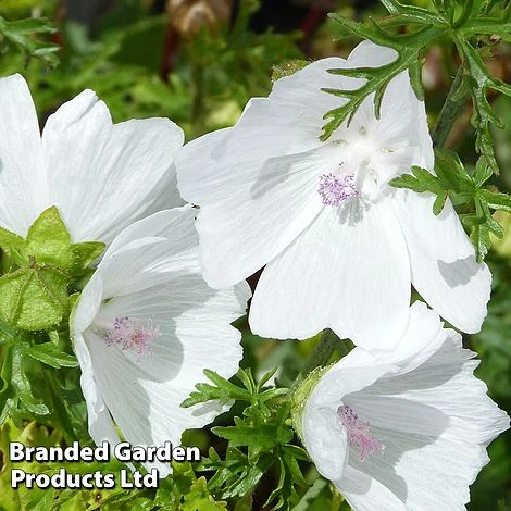 Malva Moschata 'Alba' 3 Malva Moschata 'Alba'