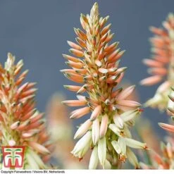 Aloe 'Safari Sunrise' -Garden Glory Sales ALOE KB4736 B