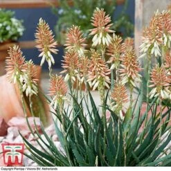 Aloe 'Safari Sunrise' -Garden Glory Sales ALOE KB4736 D