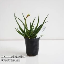 Aloe 'Safari Sunrise' -Garden Glory Sales ALOE SAFARI9CM T44653