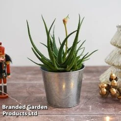 Aloe 'Safari Sunrise' -Garden Glory Sales ALOE SAFARISUN T44655