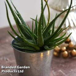 Aloe 'Safari Sunrise' -Garden Glory Sales ALOE SAFARISUN T44658