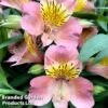 Alstroemeria 'Summer Break' -Garden Glory Sales ALSTRO SUMMER BREAK1