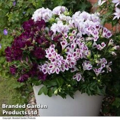 Alstroemeria Inticancha 'Purple Passion Collection' -Garden Glory Sales ALST PURPLEPAS T44371