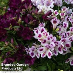 Alstroemeria Inticancha 'Purple Passion Collection' -Garden Glory Sales ALST PURPLEPAS T44374