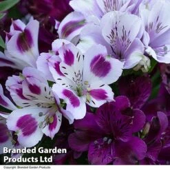 Alstroemeria Inticancha 'Purple Passion Collection' -Garden Glory Sales ALST PURPLEPAS T44378
