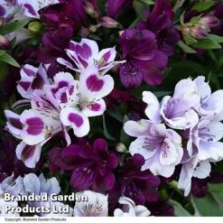 Alstroemeria Inticancha 'Purple Passion Collection' -Garden Glory Sales ALST PURPLEPAS T44380