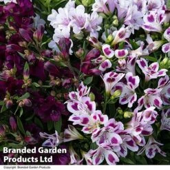 Alstroemeria Inticancha 'Purple Passion Collection' -Garden Glory Sales ALST PURPLEPAS T44381