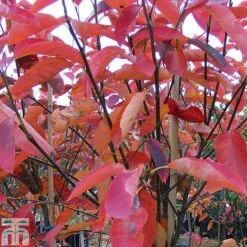 Amelanchier Canadensis -Garden Glory Sales AMEL TKA0959 A